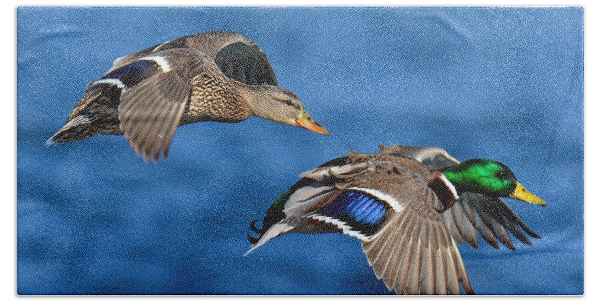 Duck Bath Towel featuring the photograph Pair of Mallards in Flight by Rodney Campbell