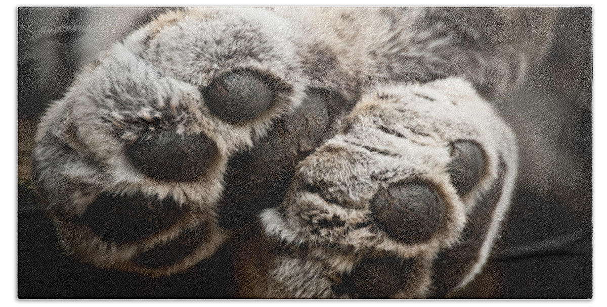 Marwell Hand Towel featuring the photograph Pair of Paws by Chris Boulton