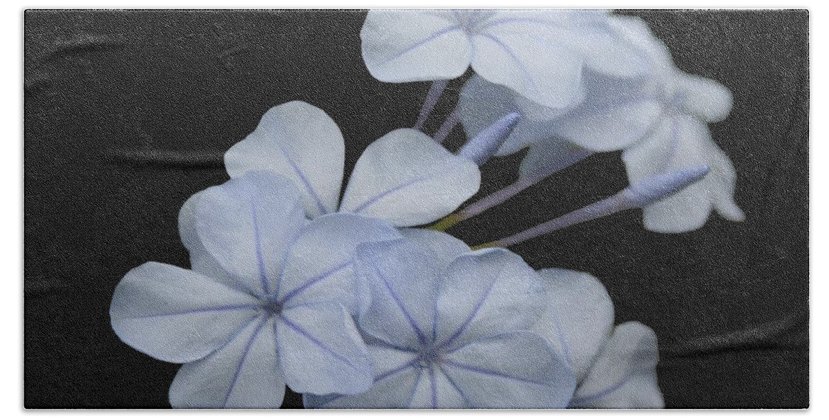 Plumbago Bath Towel featuring the photograph Pale Blue Plumbago Isolated on Black Background by Taiche Acrylic Art