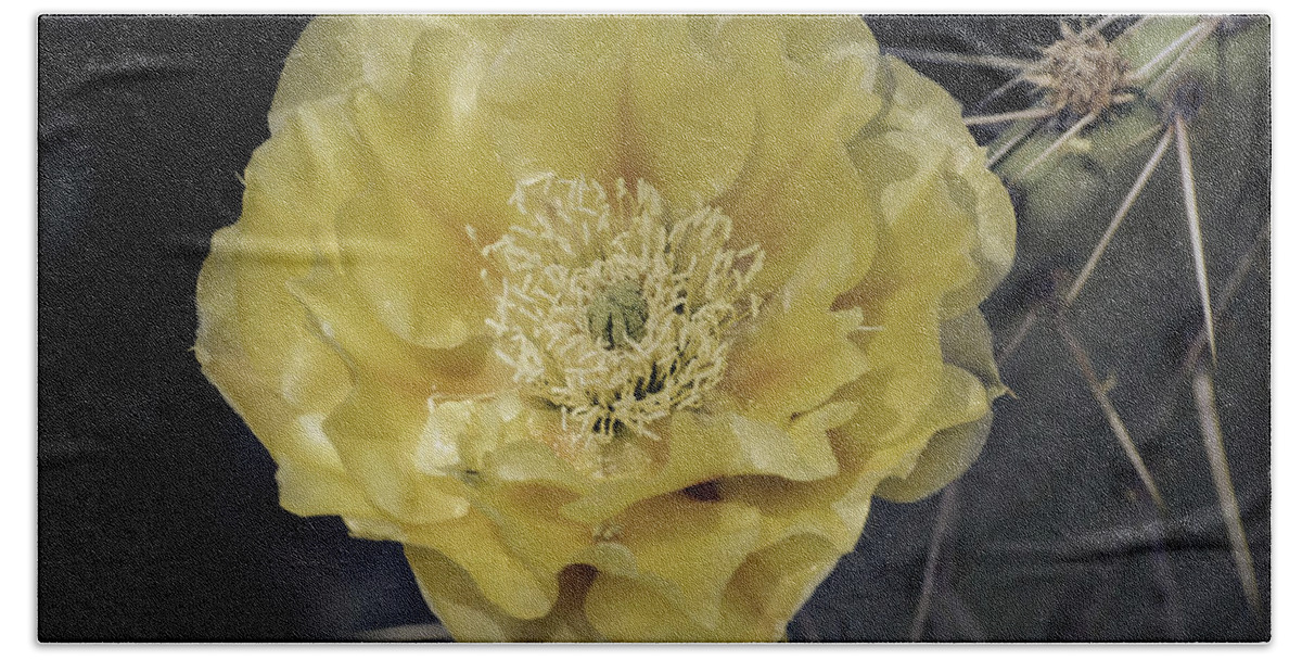 Prickly Pear Cactus Bath Towel featuring the photograph Pale Yellow Prickly Pear Bloom by Saija Lehtonen
