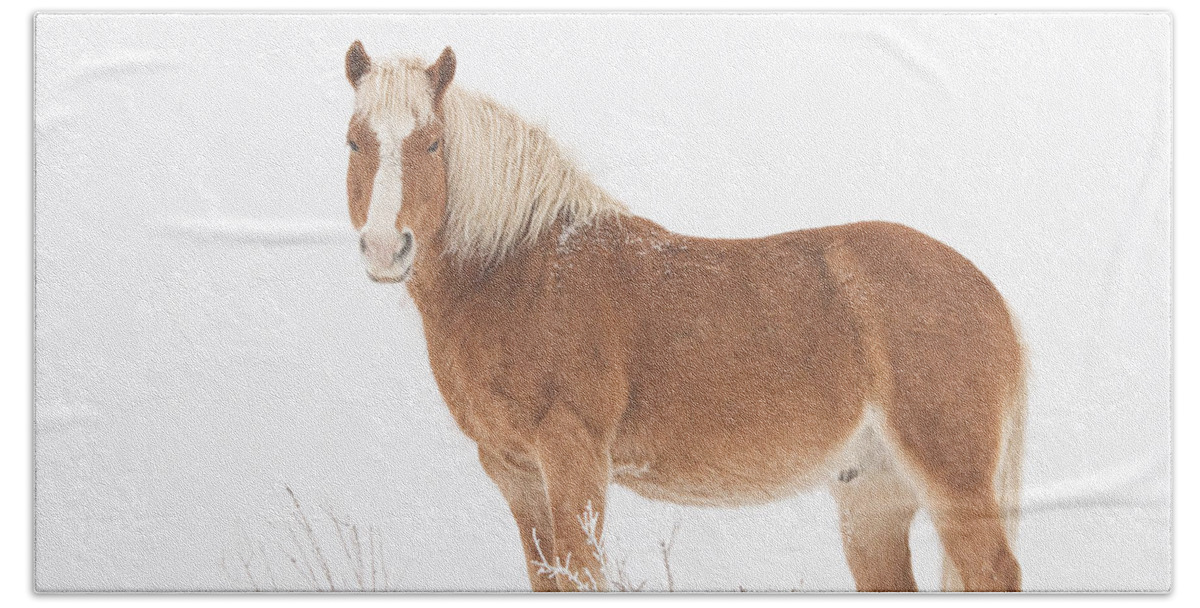 Palomino Bath Towel featuring the photograph Palomino Horse in the Snow by James BO Insogna