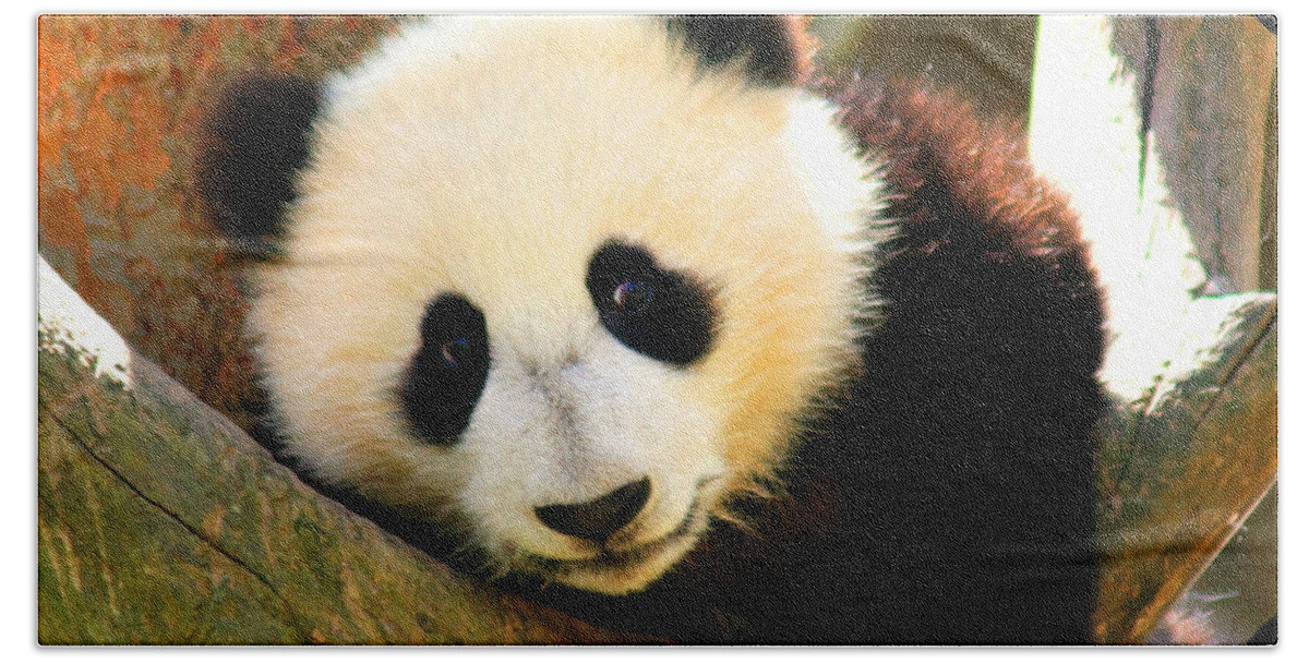 San Diego Zoo Hand Towel featuring the photograph Panda Bear Baby Love by Tap On Photo