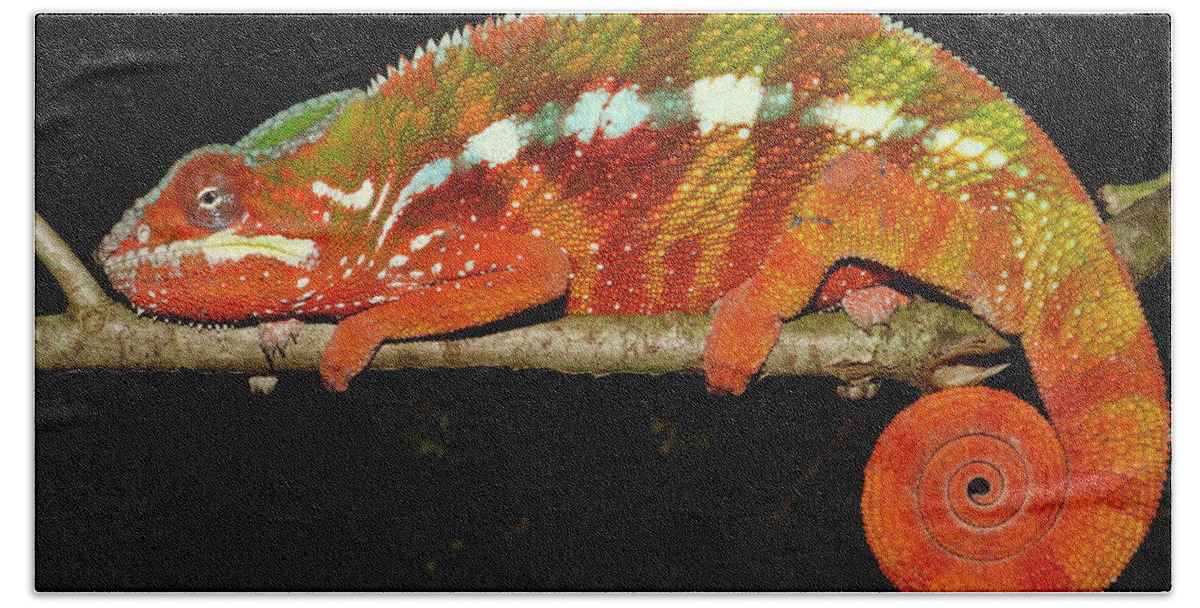 00217753 Bath Towel featuring the photograph Panther Chameleon by Pete Oxford