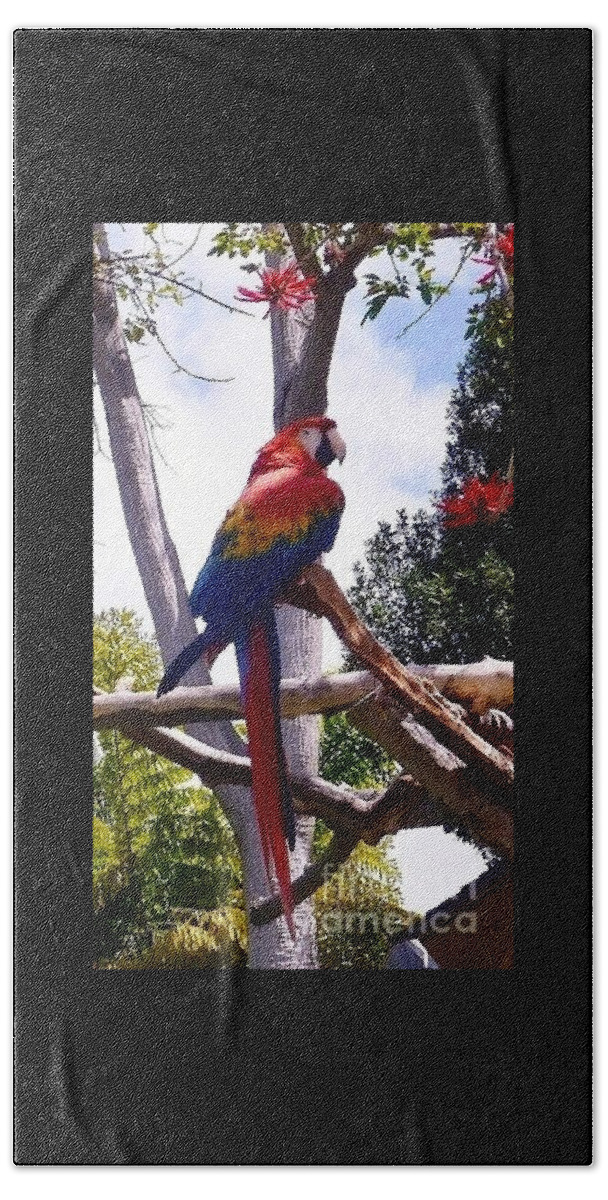 Birds Bath Towel featuring the photograph Parrot by Susan Garren