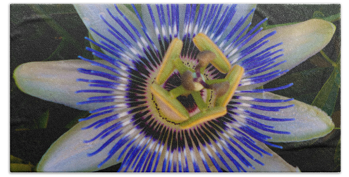 Flower Bath Towel featuring the photograph Passion Flower Aglow by Lynne Jenkins
