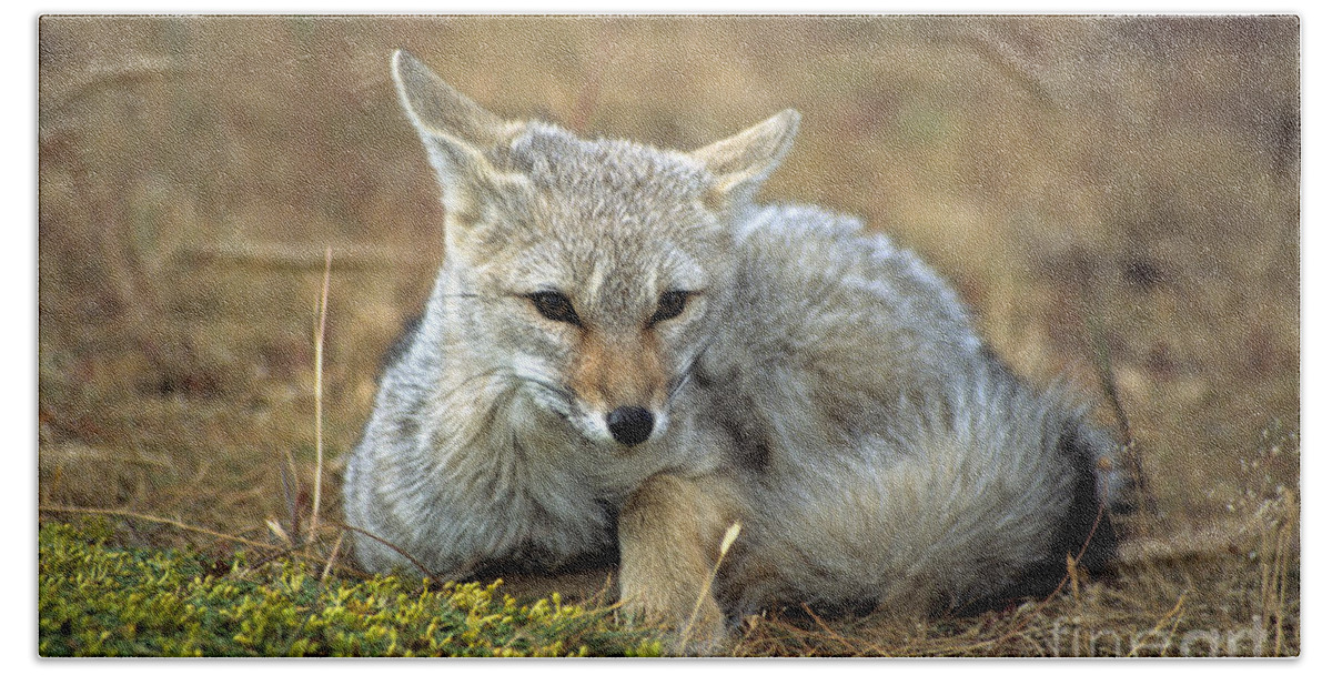 Fox Bath Towel featuring the photograph Patagonian grey fox portrait by James Brunker