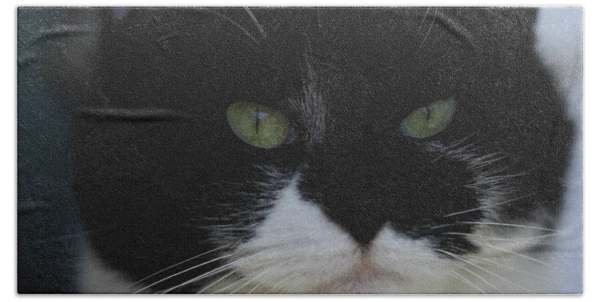 Tuxedo Bath Towel featuring the photograph Green Eyes of a Tuxedo Cat by Valerie Collins