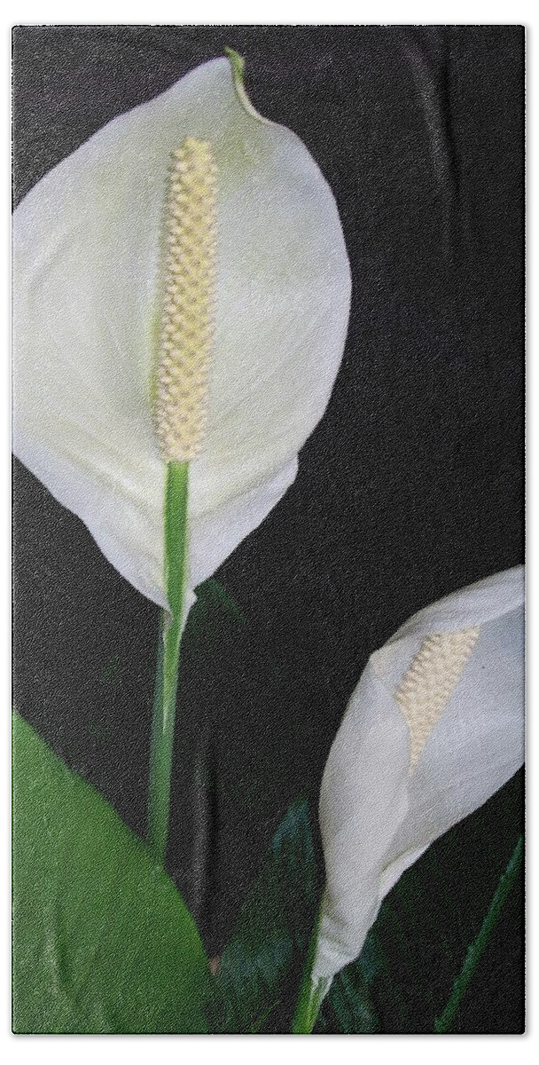 Lily Hand Towel featuring the photograph Peace Lilies by Sharon Duguay