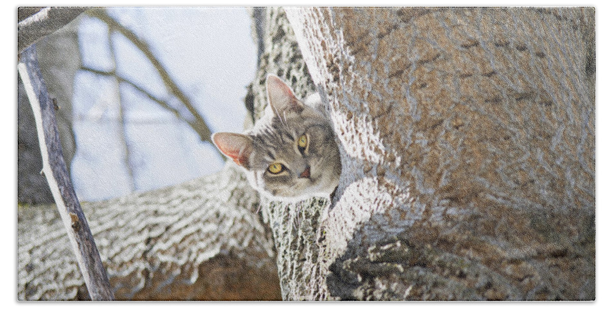 Cat Bath Towel featuring the photograph Peaking Cat by Sharon Popek