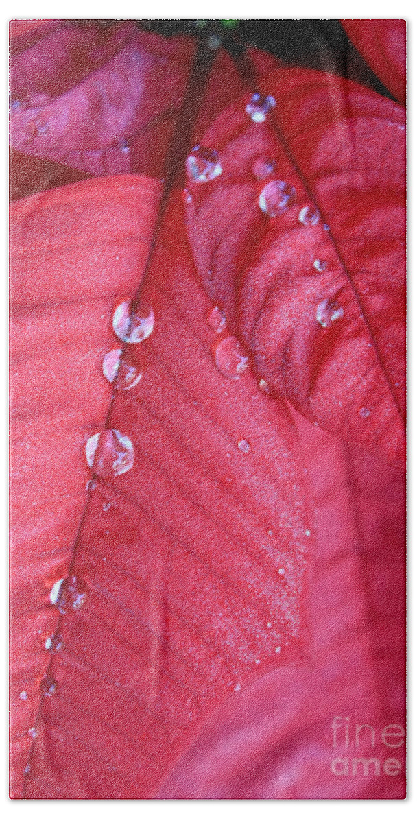 Poinsettia Bath Towel featuring the photograph Pearls on Poinsettia by Carol Groenen