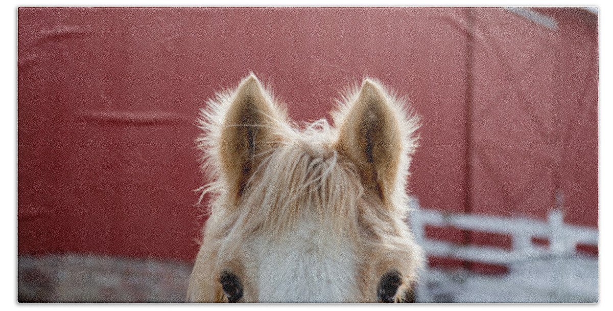 Horse Ears Hand Towel featuring the photograph Peek A Boo by Courtney Webster