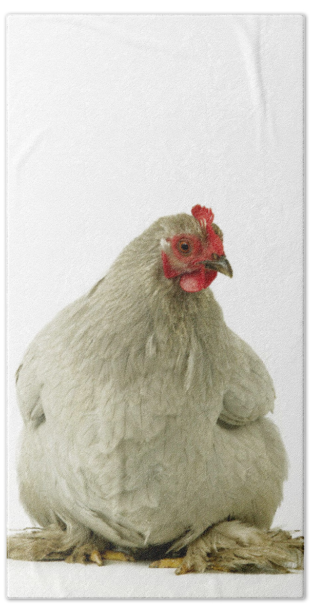 Chicken Bath Towel featuring the photograph Pekin Chicken by Jean-Michel Labat