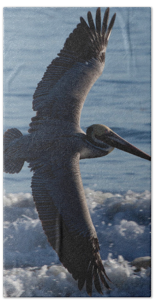 Pelican Hand Towel featuring the photograph Pelican Flight by John Daly