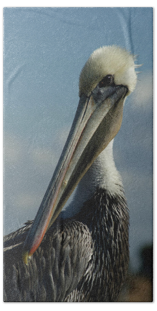 Brown Pelican Hand Towel featuring the photograph Pelican Profile by Ernest Echols