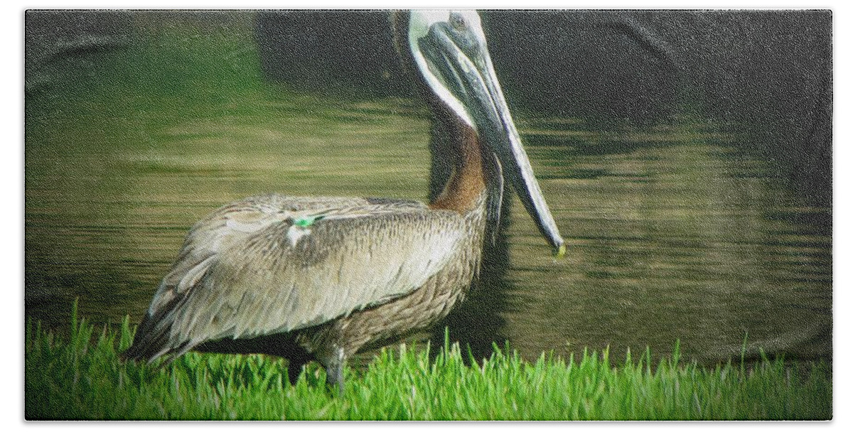 Pelican Bath Towel featuring the photograph Pelicans are Free by MTBobbins Photography