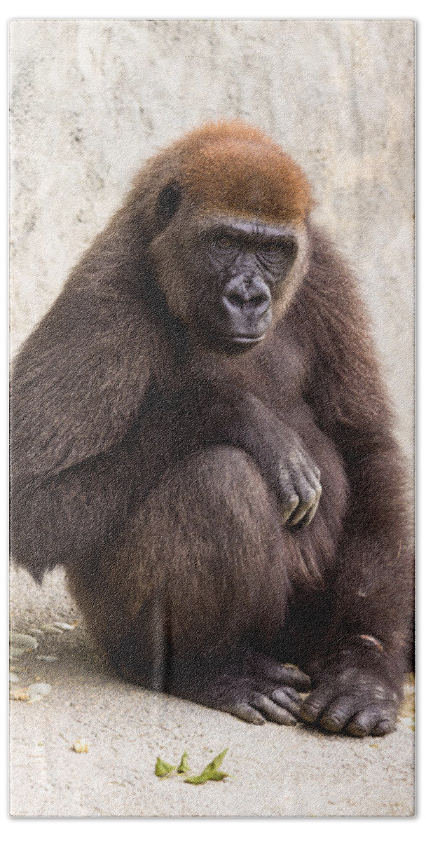 Africa Bath Towel featuring the photograph Pensive Gorilla by Raul Rodriguez