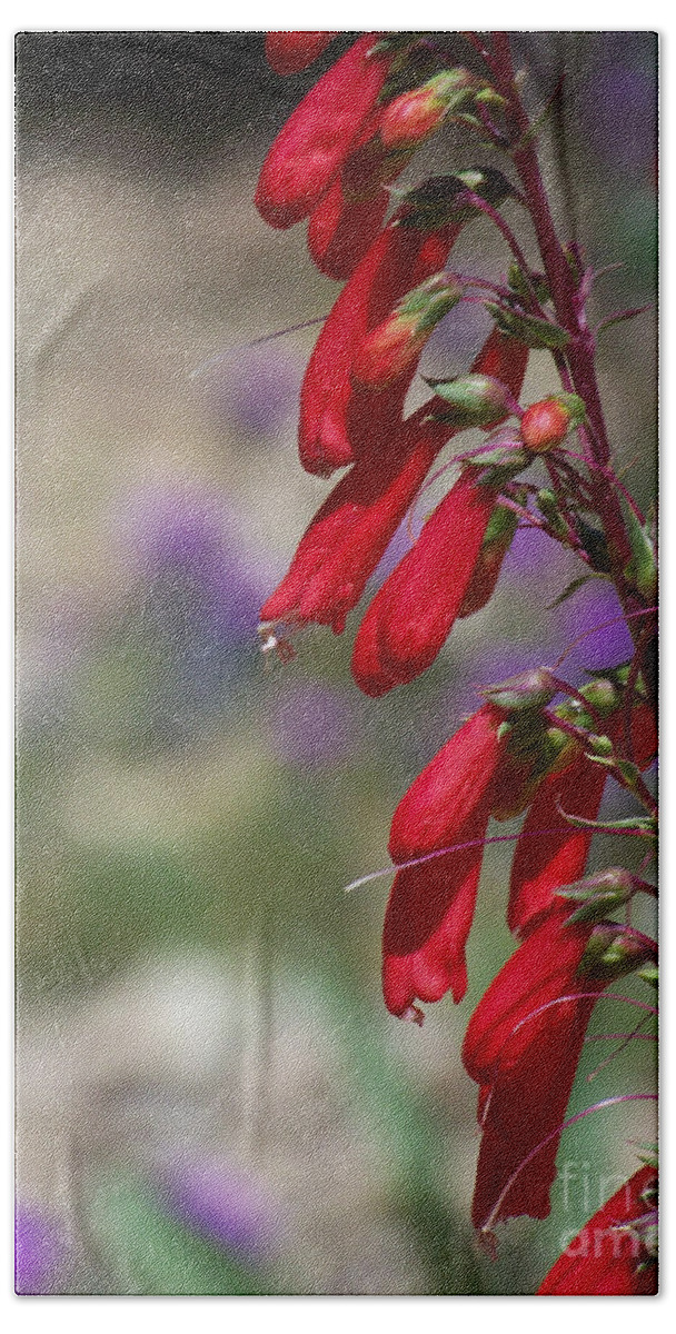 Flowers Bath Towel featuring the photograph Penstemon by Kathy McClure