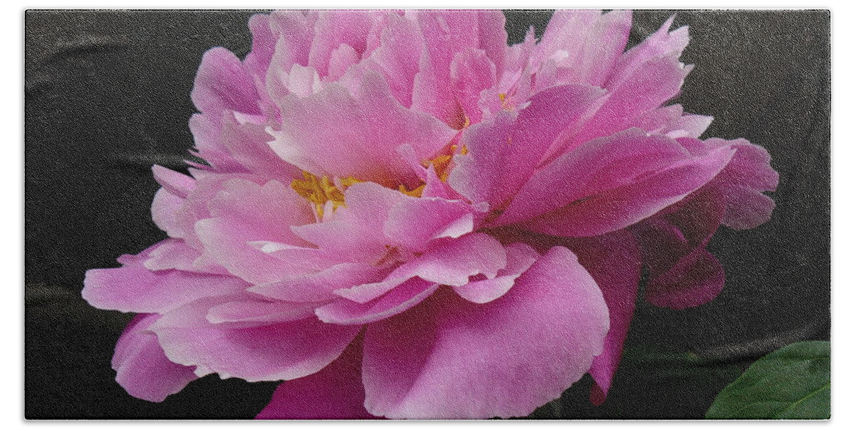 Flowers Bath Towel featuring the photograph Peony Blossoms by Lingfai Leung