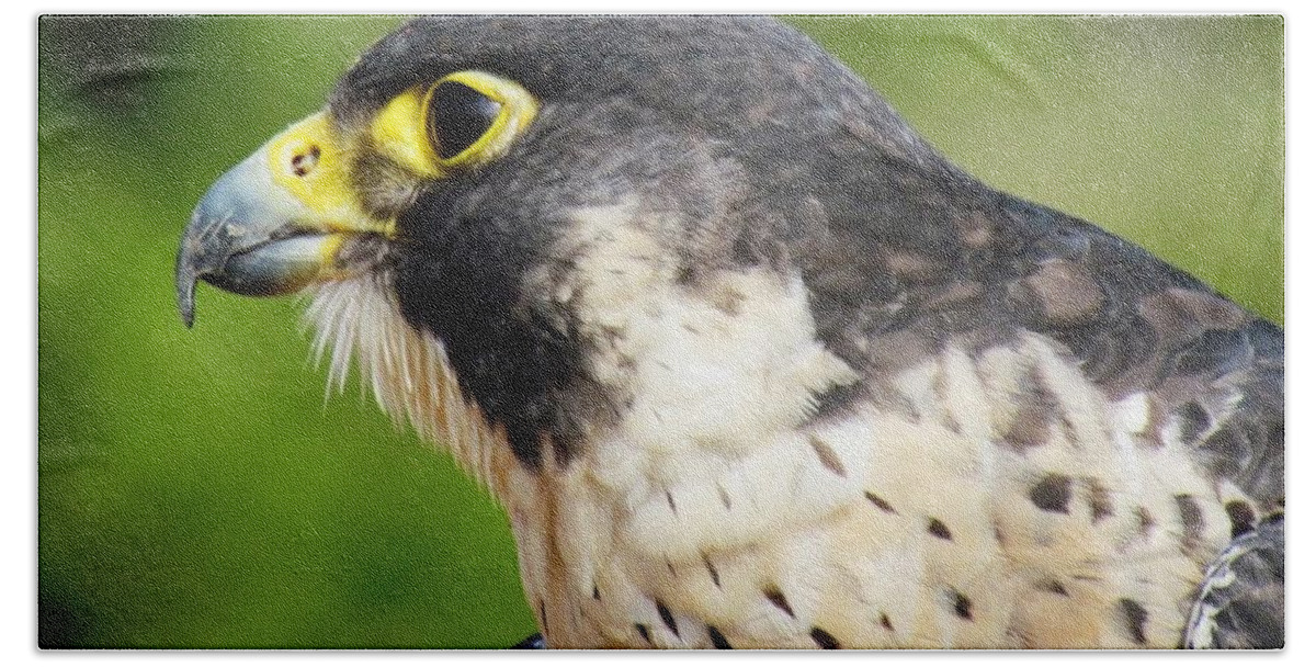 Bird Bath Towel featuring the photograph Peregrine Falcon by Cynthia Guinn