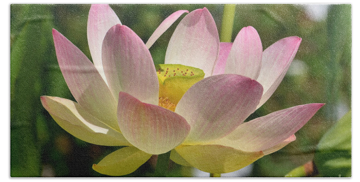 Lotus Bath Towel featuring the photograph Perfection by Kathy Baccari