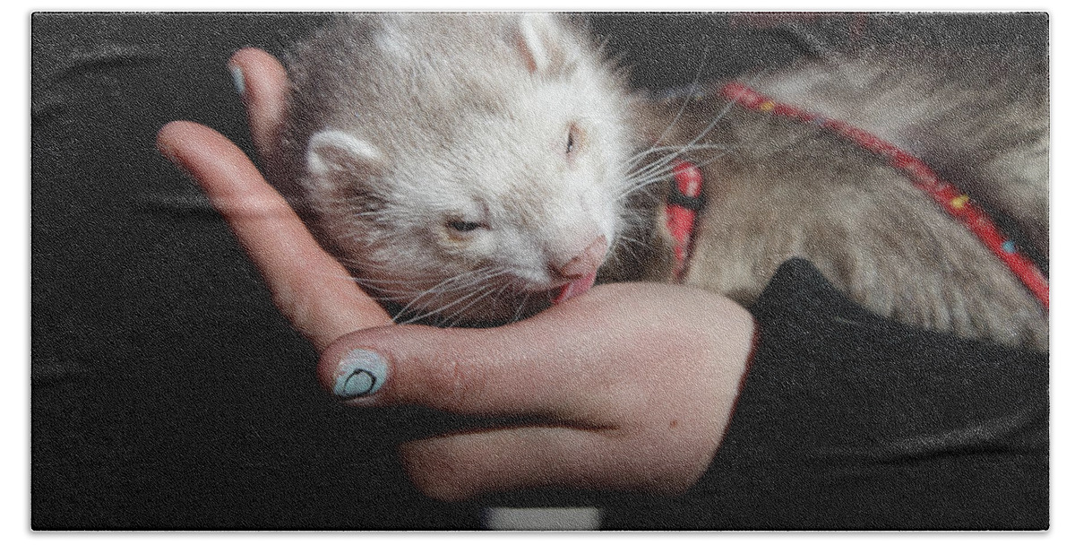 20s-30s Hand Towel featuring the photograph Pet ferret licking a hand by Ulrich Kunst And Bettina Scheidulin