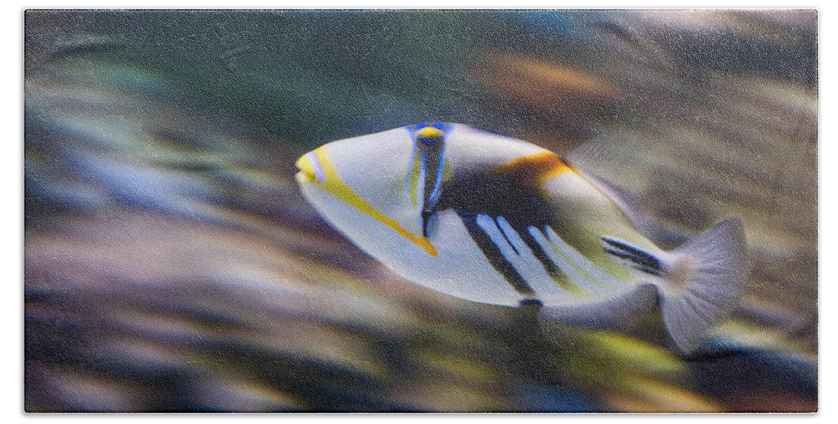 Rhinecanthus Aculeatus Bath Towel featuring the photograph Picasso - Lagoon Triggerfish Rhinecanthus aculeatus by Jamie Pham