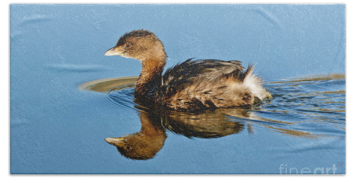 Pied-billed Grebe Hand Towel featuring the photograph Pied-billed Grebe by Anthony Mercieca