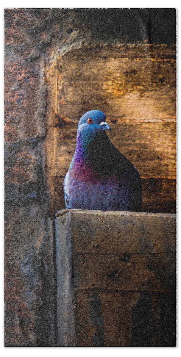 Pigeon Hand Towel featuring the photograph Pigeon of the City by Bob Orsillo