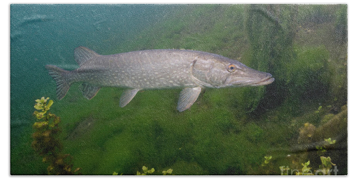 Northern Pike Bath Towel featuring the photograph Pike In Lake by Wolfgang Herath