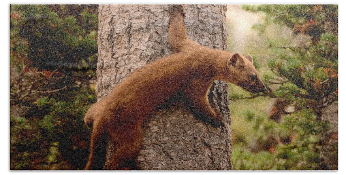 American Hand Towel featuring the photograph Pine Marten on a Tree by Tranquil Light Photography