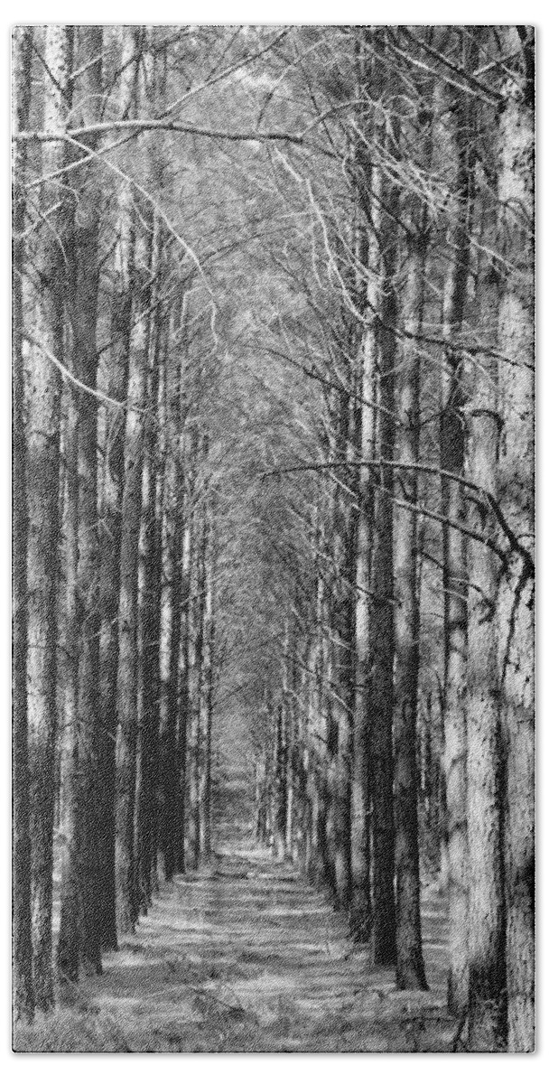 Northcutt Bath Sheet featuring the photograph Pine Plantation by Betty Northcutt