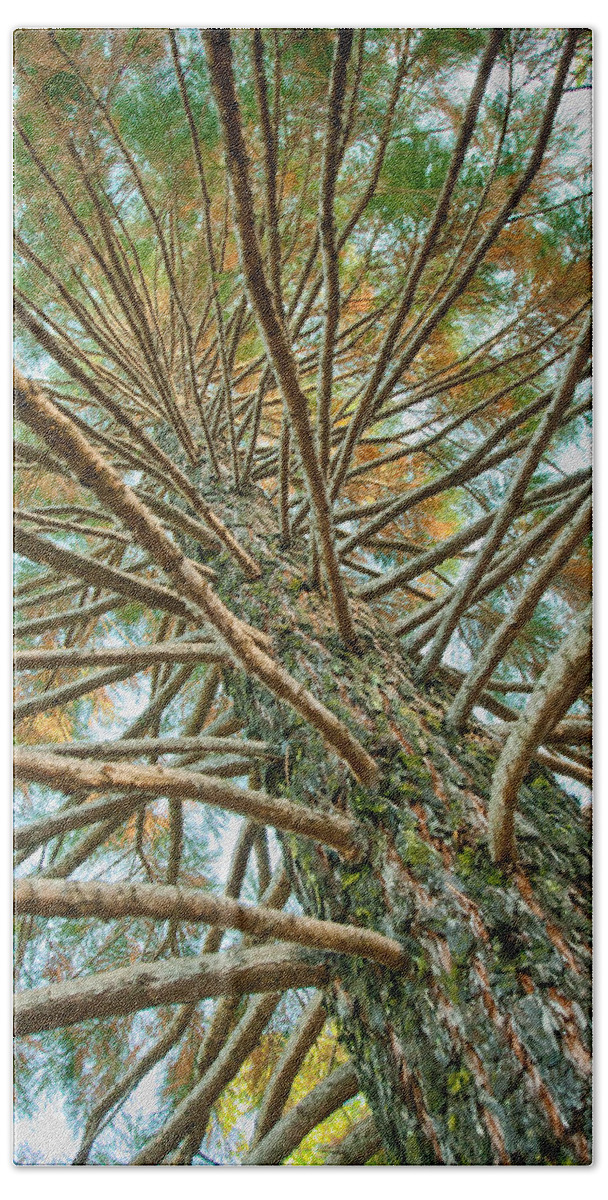 Nature Hand Towel featuring the photograph Pine Tree by Lisa Chorny