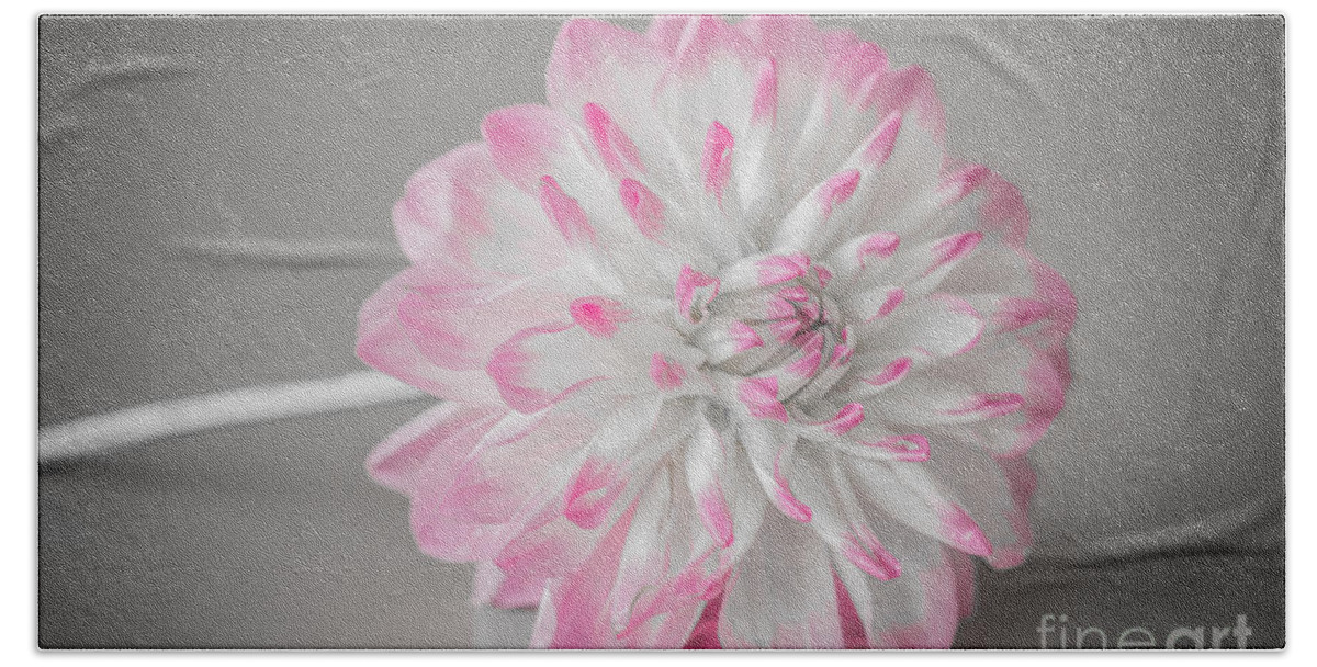 Flower Bath Towel featuring the photograph Pink Dahlia by Amanda Mohler