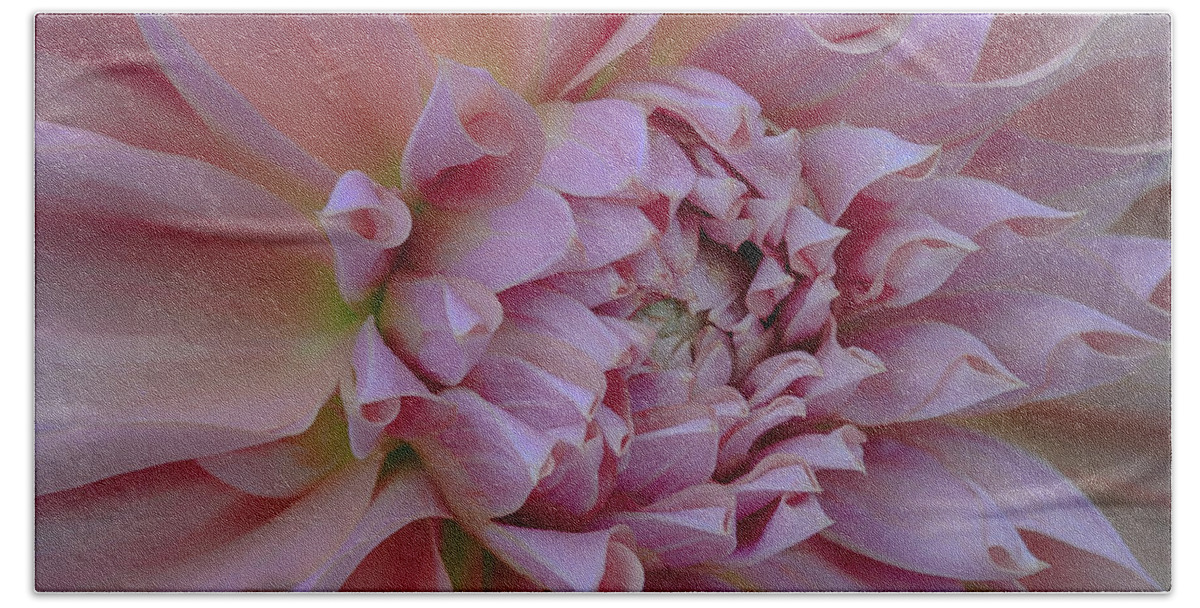 British Columbia Hand Towel featuring the photograph Pink Dahlia by Jacqui Boonstra