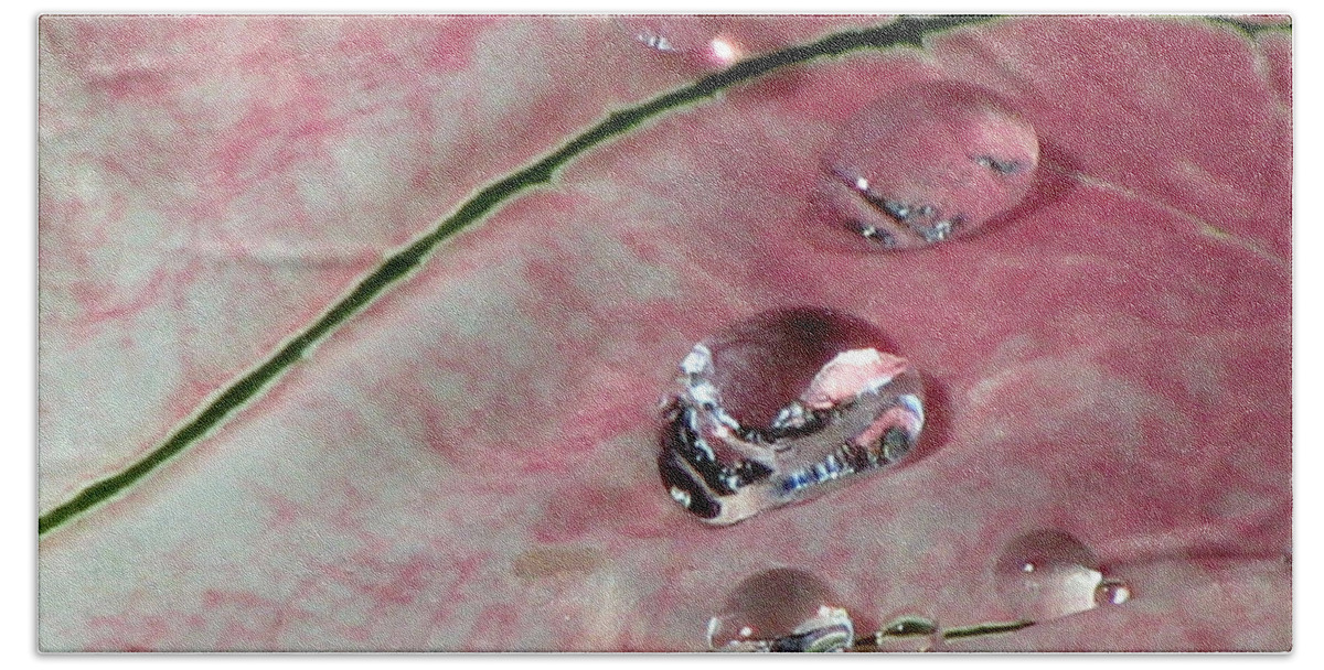 Caladium Hand Towel featuring the photograph Pink Fancy Leaf Caladium - September Tears by Pamela Critchlow