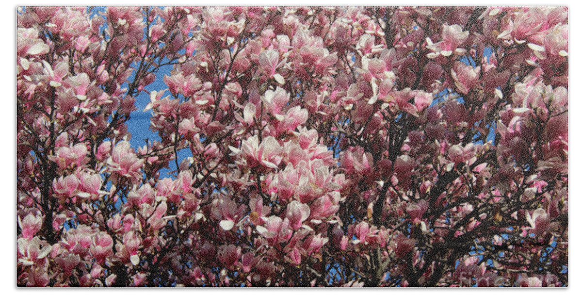 Magnolia Tree Hand Towel featuring the photograph Pink Magnolia by Anne Nordhaus-Bike