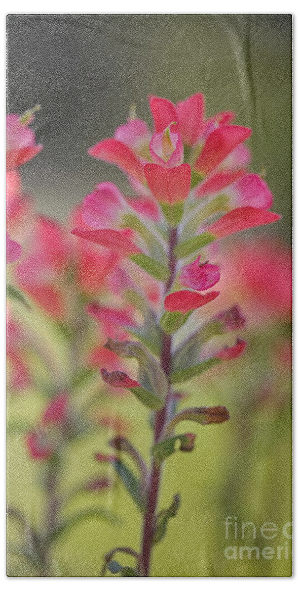 Wildflower Of Texas Bath Towel featuring the photograph Pink Paintbrush by Erika Weber