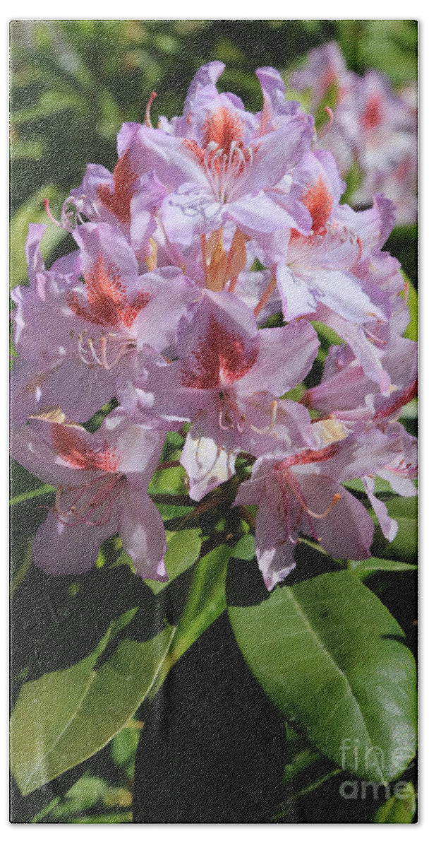 Rhododendron Bath Towel featuring the photograph Pink Rhododendron in Sunshine by Carol Groenen
