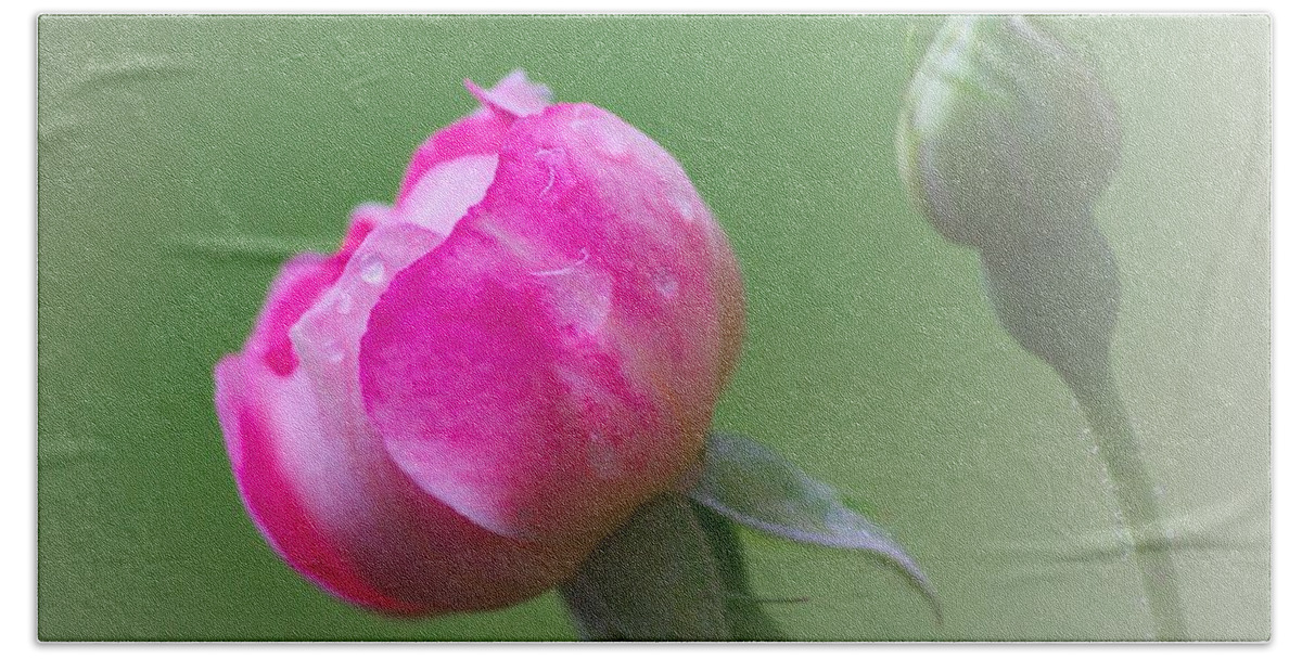 Pink Rose Bath Towel featuring the photograph Pink Rose and Raindrops by Jeremy Hayden