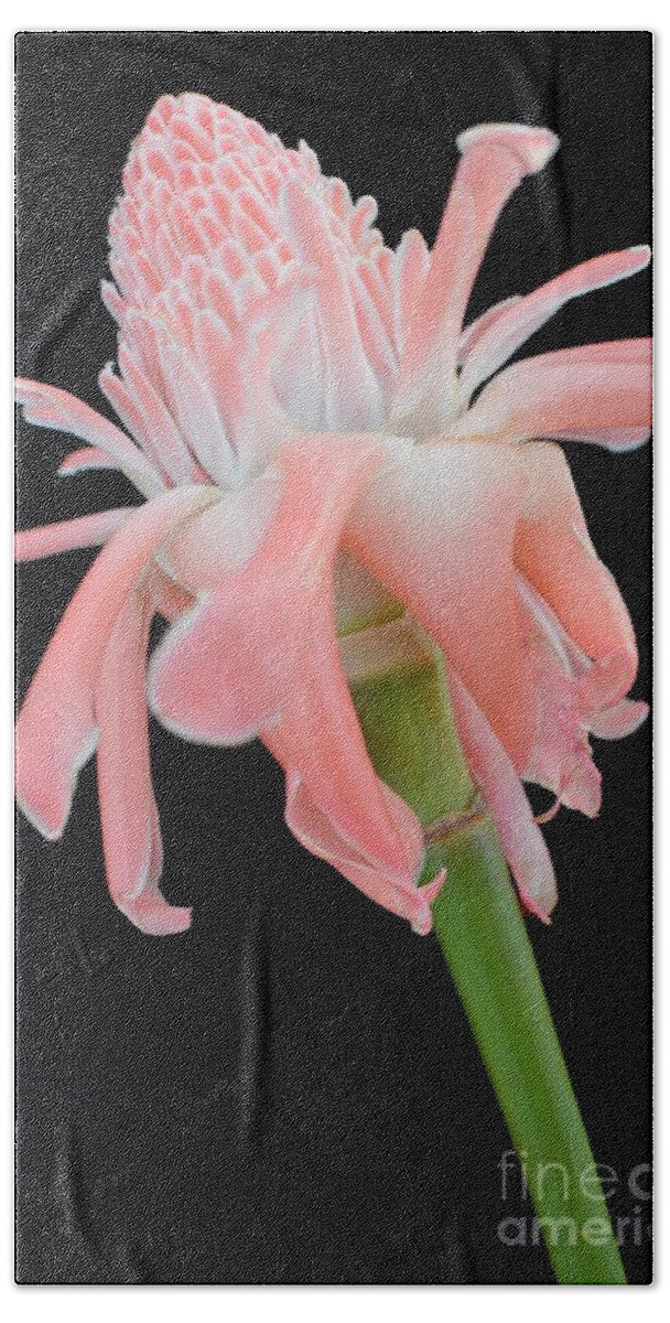Flowers Hand Towel featuring the photograph Pink Torch Ginger Blossom on Black by Mary Deal