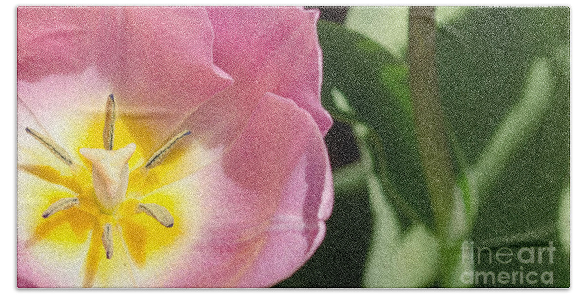 Flower Bath Towel featuring the photograph Pink Tulip by Andrea Anderegg