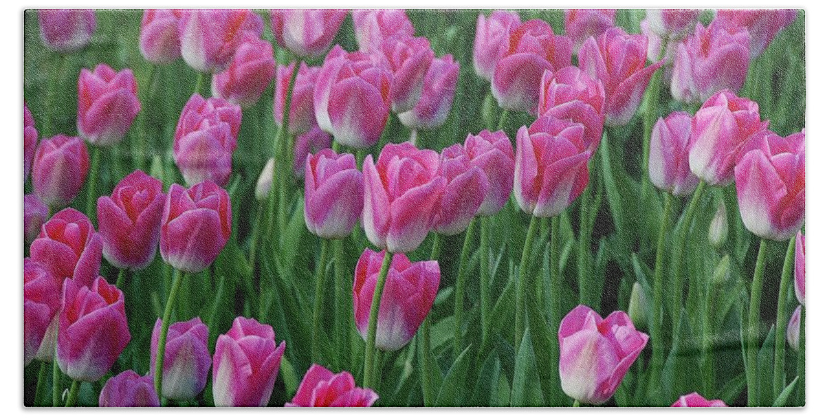 Pink Tulips Hand Towel featuring the photograph Pink Tulips 2 by Allen Beatty