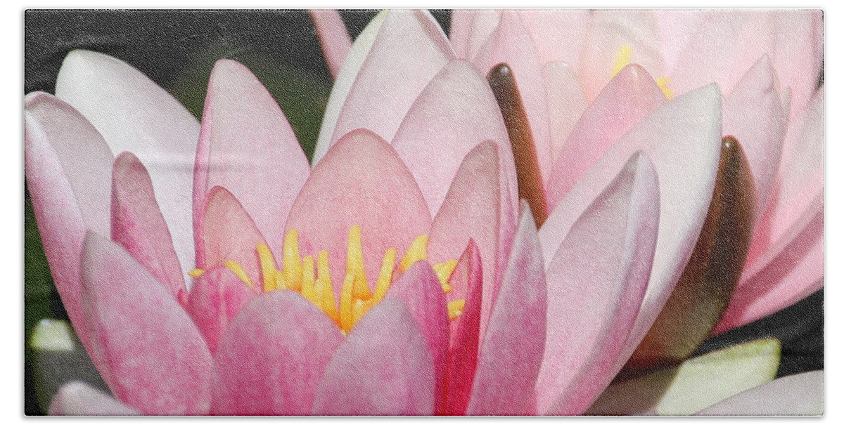 Lilies Hand Towel featuring the photograph Pink Water Lily by Amanda Mohler