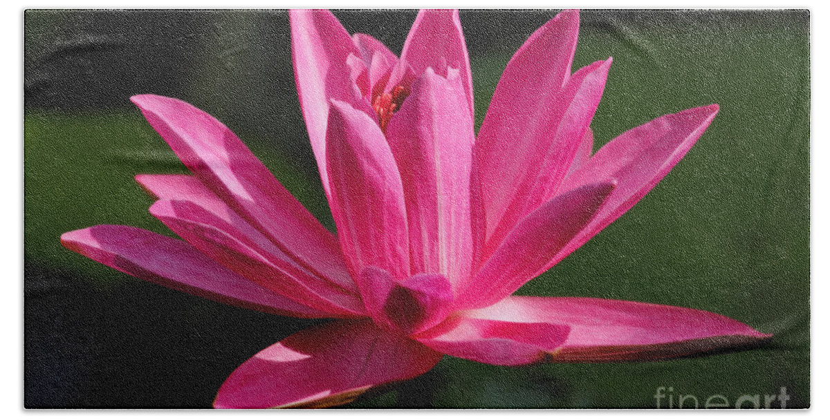 Water Lily Bath Towel featuring the photograph Pink Water Lily by Meg Rousher