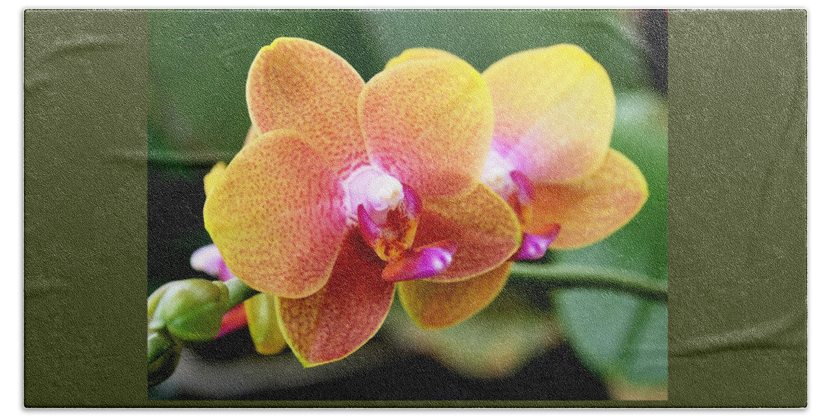 Orchid Bath Towel featuring the photograph Pink Yellow Orchid by Rona Black