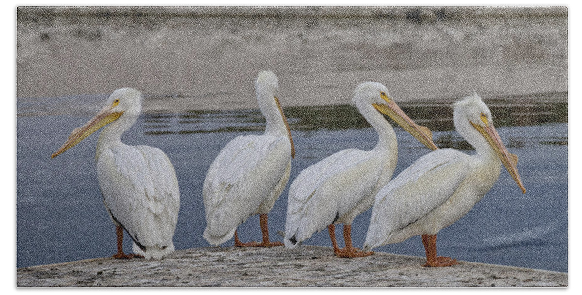 Pelican Bath Towel featuring the photograph Planning the Day by Betty Depee