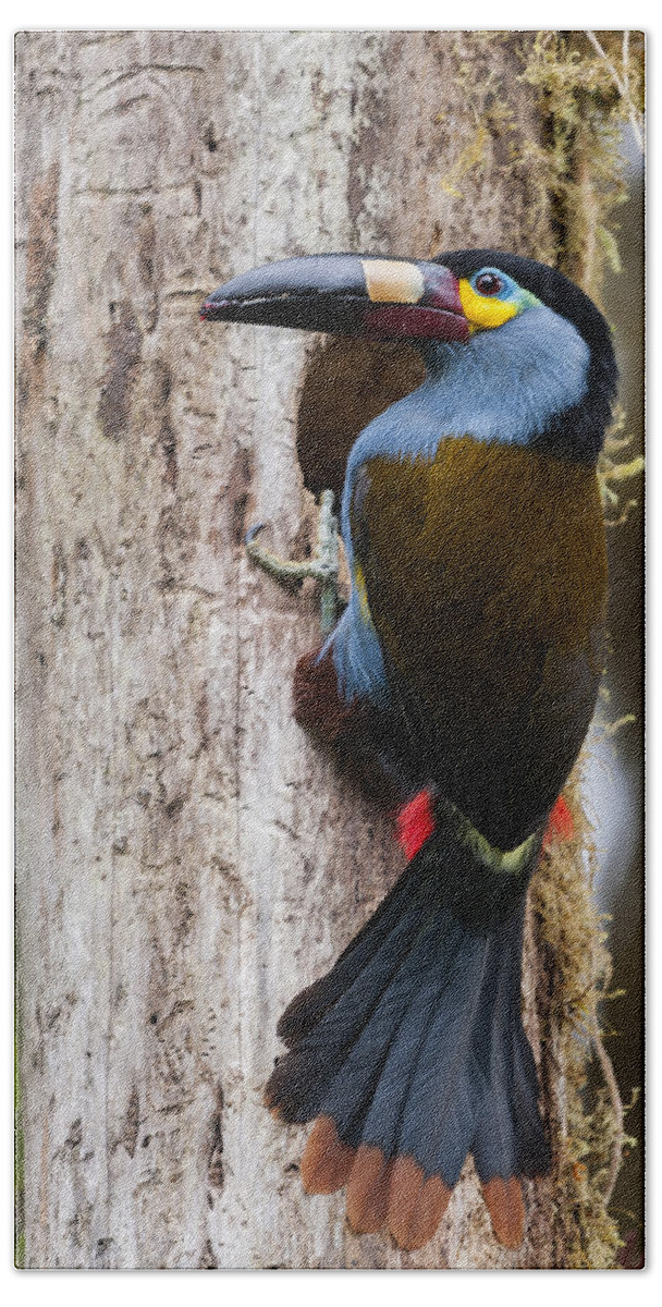 Tui De Roy Bath Towel featuring the photograph Plate-billed Mountain-toucan At Nest by Tui De Roy