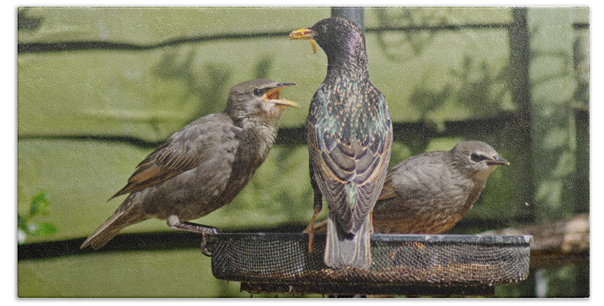 Starling Hand Towel featuring the photograph Please feed me. by Tony Murtagh