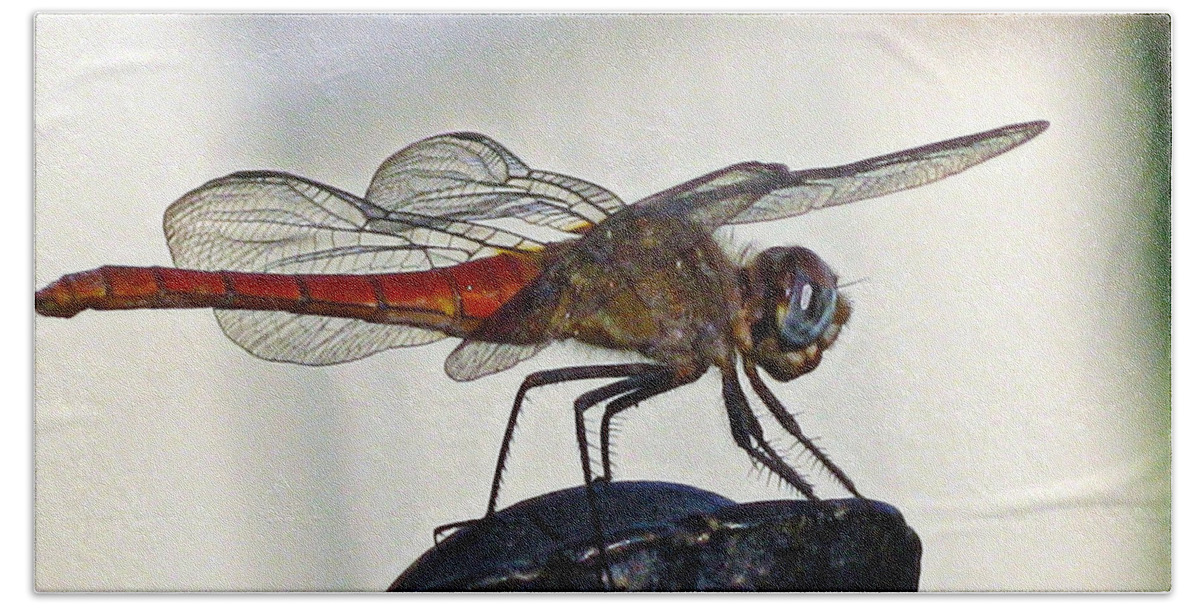Dragonfly Bath Towel featuring the photograph Poised Flame Skimmer by Joe Schofield