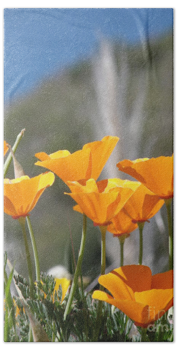 Orange Bath Towel featuring the photograph Poppies by Bev Conover